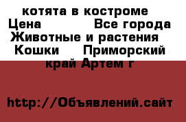 котята в костроме › Цена ­ 2 000 - Все города Животные и растения » Кошки   . Приморский край,Артем г.